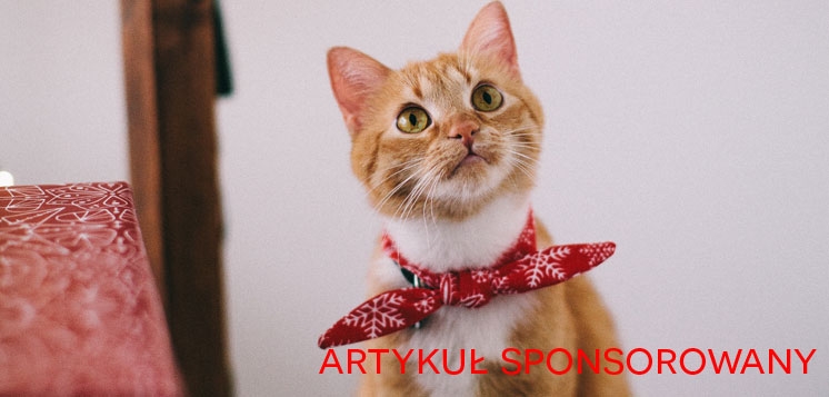 Jaki powinien być drapak dla dużego kota?