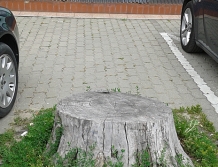 Pieniek zamiast miejsca parkingowego