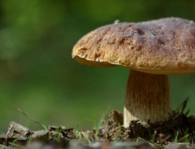 Wielkie Grzybobranie w obiektywie