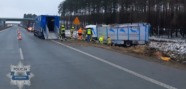 Ciężarówka z krowami zjechała do rowu. Kierowca zasnął (FOTO)