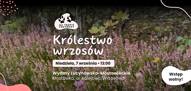 ZABRODZIE: Na tropie przyrody. Fioletowe królestwo wrzosów