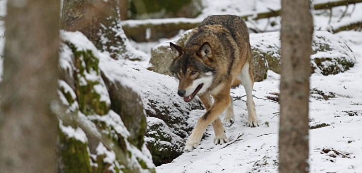 W okolicach Wyszkowa znaleziono zastrzelonego wilka