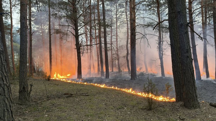 Paliło się: dom w Wyszkowie i las w Gminie Zabrodzie (FOTO)