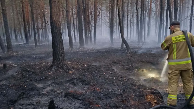 Strażacy z powiatu wyszkowskiego w akcji gaszenia pożaru w pod Wołominem (FOTO)