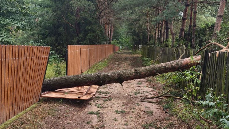 Nocna nawałnica. Połamane drzewa i brak prądu
