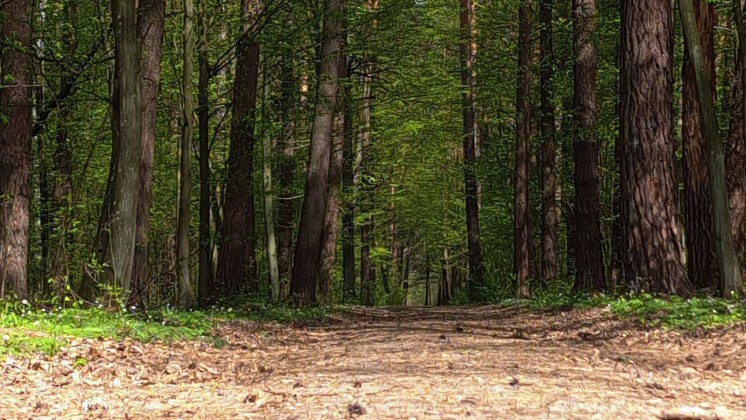 Wichura połamała drzewa w lasach. Jest zakaz wstępu