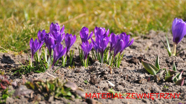 Cebulki krokusów – jak, kiedy i gdzie najlepiej je posadzić?
