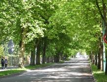 Kasztanowce w pełnym rozkwicie. Na owady zastanowiono pułapki (FOTO)
