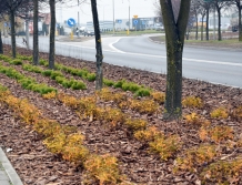 55 drzew i blisko 10 tysięcy krzewów gmina zasadziła przy Alei Marszałka Józefa Piłsudskiego (FOTO)
