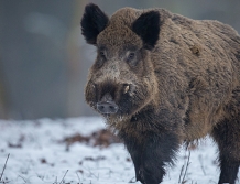 Czwarte ognisko ASF na terenie powiatu wyszkowskiego