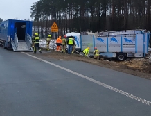 Ciężarówka z krowami zjechała do rowu. Kierowca zasnął (FOTO)