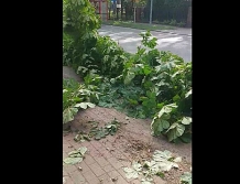 Kradzionym samochodem "ściął" cztery dorodne kasztany