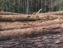 Właściciel wyciął, złodzieje wywieźli