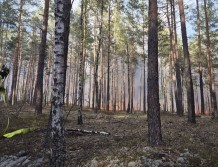 Pożar lasu w Fideście (FOTO)