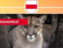 Puma widziana w Wyszkowie