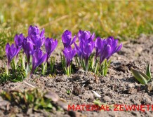 Cebulki krokusów – jak, kiedy i gdzie najlepiej je posadzić?