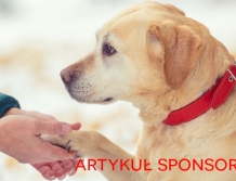 Jakie są koszty utrzymania psa, czyli świadoma adopcja czworonoga