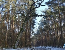 DŁUGOSIODŁO: Zachęcają do spacerów, zapraszają do konkursu