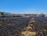 Pożary łąk i lasów. Jeden po drugim (FOTO) - Wydarzenia - zdjęcie 5