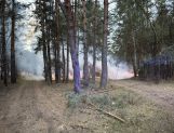 Paliło się: dom w Wyszkowie i las w Gminie Zabrodzie (FOTO) - Wydarzenia - zdjęcie 6