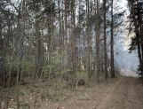 Paliło się: dom w Wyszkowie i las w Gminie Zabrodzie (FOTO) - Wydarzenia - zdjęcie 7
