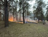 Paliło się: dom w Wyszkowie i las w Gminie Zabrodzie (FOTO) - Wydarzenia - zdjęcie 8