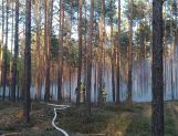 Pożar lasu w Fideście (FOTO) - Wydarzenia - zdjęcie 1