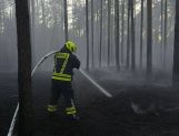 Pożar lasu w Fideście (FOTO) - Wydarzenia - zdjęcie 7