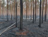 Wyszkowscy strażacy biorą udział w gaszeniu pożaru lasów na Lubelszczyźnie (FOTO) [AKTUALIZACJA] - Wydarzenia - zdjęcie 12