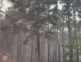 Strażacy z powiatu wyszkowskiego w akcji gaszenia pożaru w pod Wołominem (FOTO) - Wydarzenia - zdjęcie 12