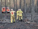 Strażacy z powiatu wyszkowskiego w akcji gaszenia pożaru w pod Wołominem (FOTO) - Wydarzenia - zdjęcie 23