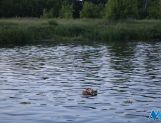 RZĄŚNIK: Wianki nad Narwią (WIDEO, FOTO) - Powiat - zdjęcie 23