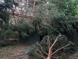 Nocna nawałnica. Połamane drzewa i brak prądu - Wydarzenia - zdjęcie 12