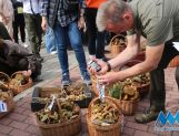 DŁUGOSIODŁO: Tym razem naprawdę Wielkie Grzybobranie (FOTO, WIDEO) - Powiat - zdjęcie 23