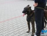 DŁUGOSIODŁO: Tym razem naprawdę Wielkie Grzybobranie (FOTO, WIDEO) - Powiat - zdjęcie 44