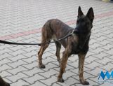 DŁUGOSIODŁO: Tym razem naprawdę Wielkie Grzybobranie (FOTO, WIDEO) - Powiat - zdjęcie 45