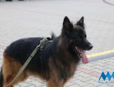 DŁUGOSIODŁO: Tym razem naprawdę Wielkie Grzybobranie (FOTO, WIDEO) - Powiat - zdjęcie 67